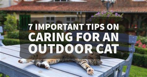 7 Important Tips On Caring For An Outdoor Cat Outdoor Cats Outdoor Cats