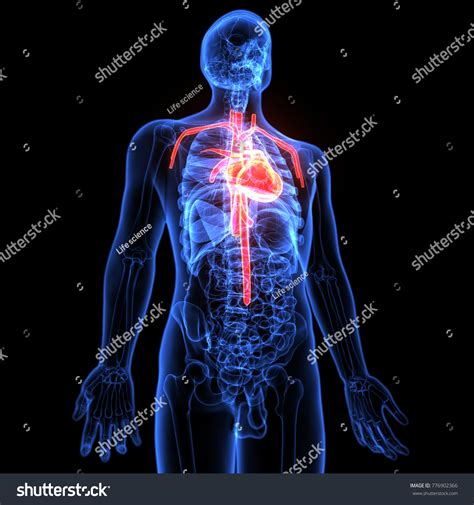 3d Illustration Human Body Heart Anatomy Stock Illustration 776902366