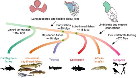 Ancestral Developmental Potentials In Early Bony Fish Contributed To