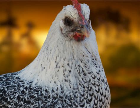 Egyptian Fayoumis Chicken Characteristics Egg Production Size Weight