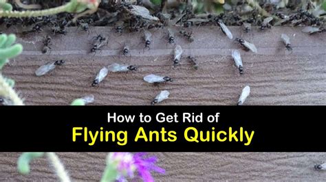 10 Amazing Ways To Get Rid Of Flying Ants Quickly Flying Ants Get