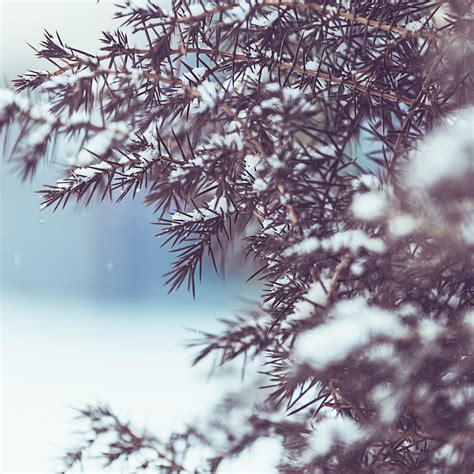 Winter Tree Snow 5k Ipad Air Wallpapers Free Download