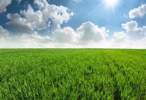 Beautiful Fresh Grass Field With Blue Sky Stock Image