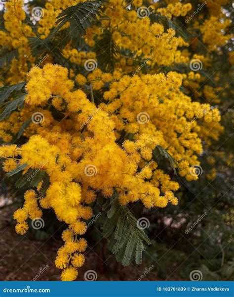 Yellow Mimosa Flowers In Spring Stock Image Image Of Tree Mimosa