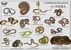 ABOUT SNAKES - Friends of Snakes Society