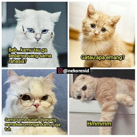 48 Meme Kata Kata Kucing Lucu