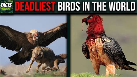 10 Deadliest Birds In The World Youtube