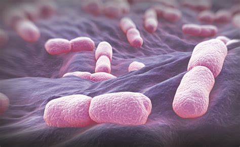 Listeria monocytogenes is the species of pathogenic bacteria that causes the infection listeriosis. La listeria es mortal en el 13,8% de los casos | Leonoticias