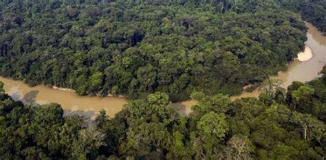 Inilah Hutan Terluas Di Dunia Tebak Indonesia Urutan Ke Berapa