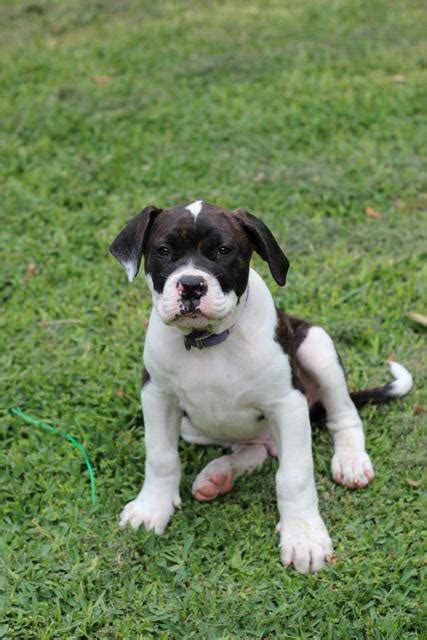 Dogo agentino puppies for sale/adoption. FOR SALE: american bulldog johnson