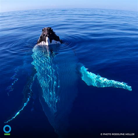 This Is The Moment A Huge Humpback Whale Megaptera Novaeangliae