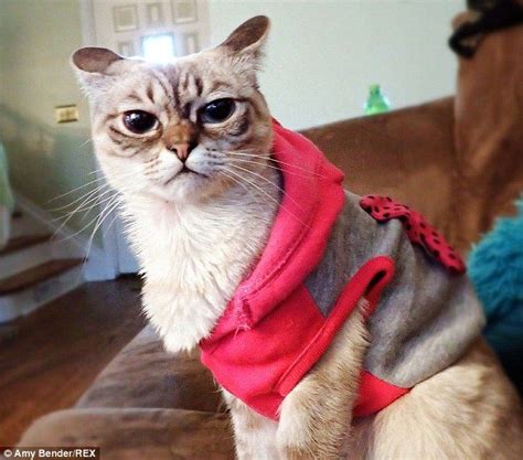 Move Over Grumpy Cat Meet His Social Media Rival Sauerkraut Grumpy