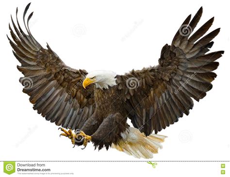 Bald Eagle Swooping Spread Wings Scroll Retro Cartoon Vector