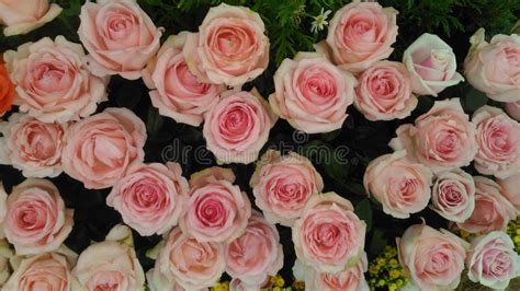 Pink Roses Blooming Stock Image Image Of Symbol Greeting 258339167