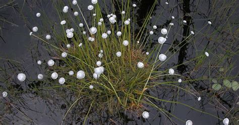 Like A Shower Of White Confetti Hatpins Are Wetland Wonder