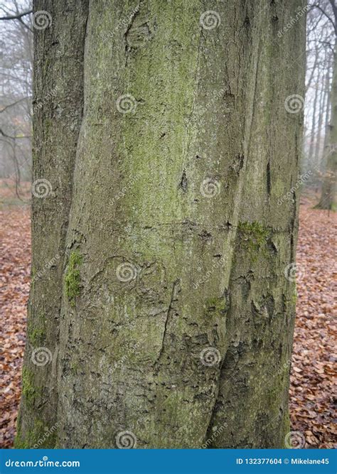 Common Beech Tree Fagus Sylvatica Stock Photo Image Of Tree British