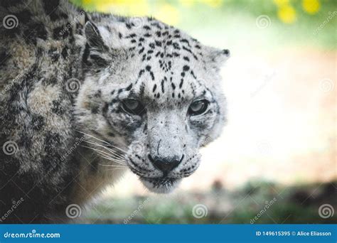 Save The Snow Leopards Stock Image Image Of Leopards 149615395