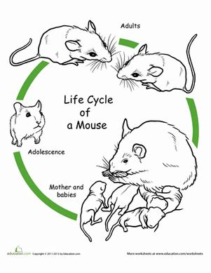 The cat life cycle starts with a young the second stage is an adult. Color the Life Cycle: Mouse | Worksheet | Education.com