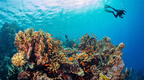 Lets Learn About Coral Reefs Science News For Students