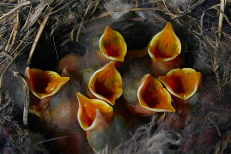 The Animal Blog — Photographer Олег и Алексей Ловцовы Birds Funny