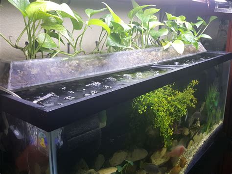 Homemade Aquaponics Fish Tank Diy Hacking
