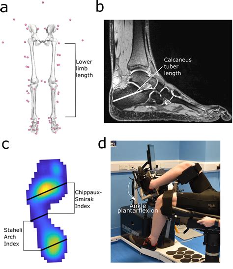 Bipedalism Evolution