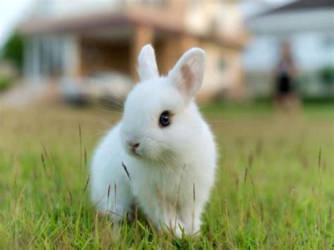 Razas De Conejos Enanos O Toy ¡top 10 Con ImÁgenes