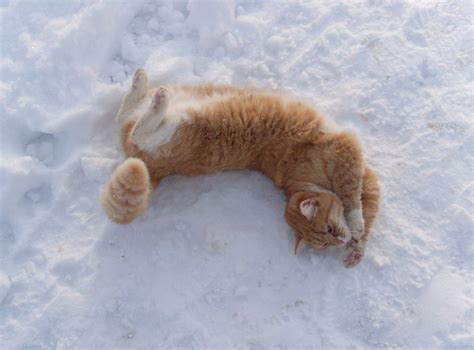 20 Cats That Appreciate Snow Mnn Mother Nature Network
