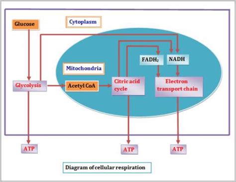 Most of the atp generated during glucose catabolism, however, is derived from a much more complex process, chemiosmosis, which takes place in chemiosmosis, a process of atp production in cellular metabolism, is used to generate 90 percent of the atp made during glucose catabolism and. What is Word & Chemical Cellular Respiration Equation ...