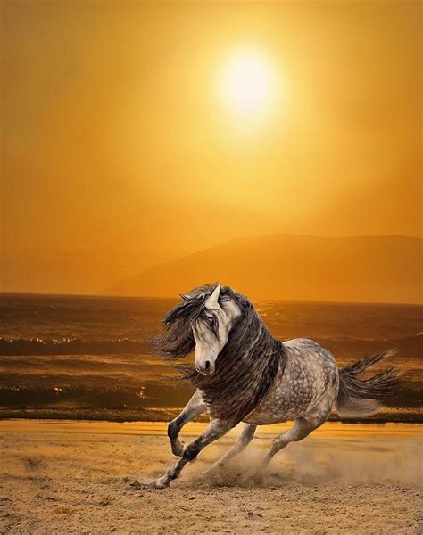 Running Horses Sunset Beach Horses Horse Pictures Horse Photography