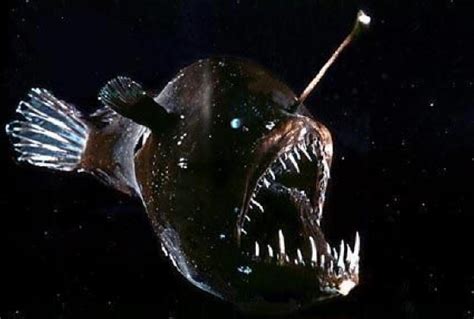 Real Monstrosities Deep Sea Anglerfish