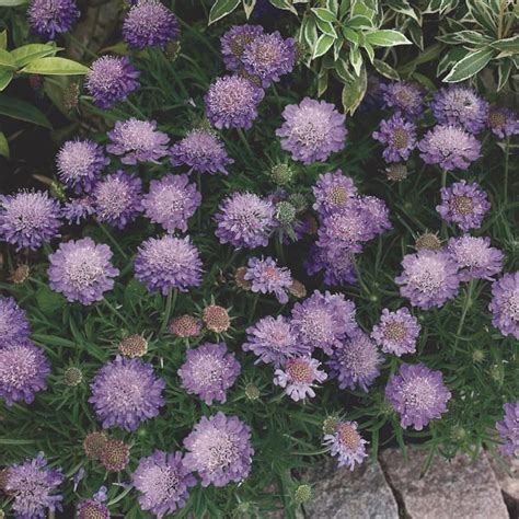 Dwarf Pincushion Flower Scabiosa Japonica Alpina My Garden Life