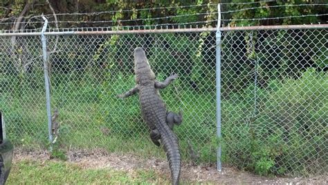 Incredible Can Alligators Dig Under Fences 2022