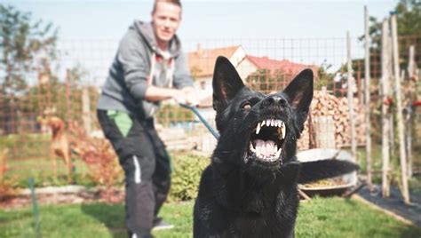 Dog Growling What It Means And What You Should Do Dogtime