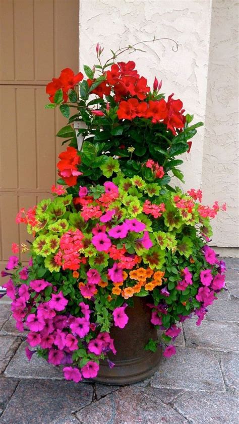 Annuals gardening plants flowers planting container gardening outdoor spaces summer. Full Sun Container Plants Ideas 26 (With images ...