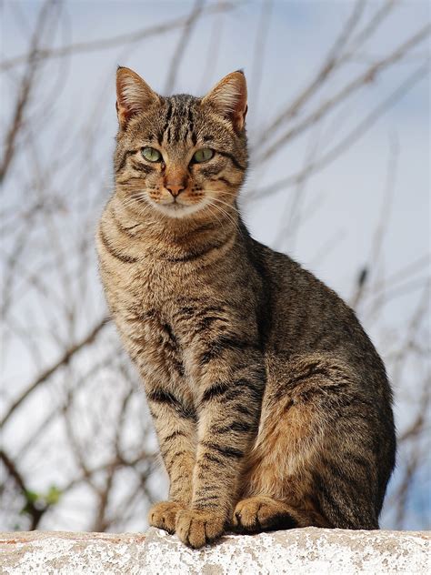 Gato Malhado Tabby Cat Abcdefwiki