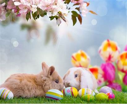 Easter Spring Animals Nature Tulips Eggs Sky