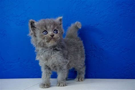 Kitten season has begun and many of the animals turning up to the spca are orphans, central region general manager ros alsford said. Terrific Free calico Ragdoll Cats Tips The big, floppy ...