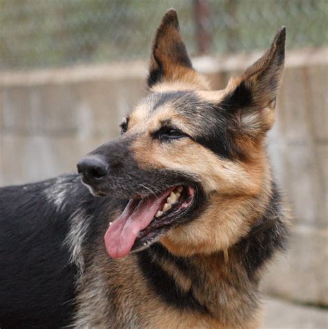 Shelley 8 Year Old Female German Shepherd Dog Available For Adoption