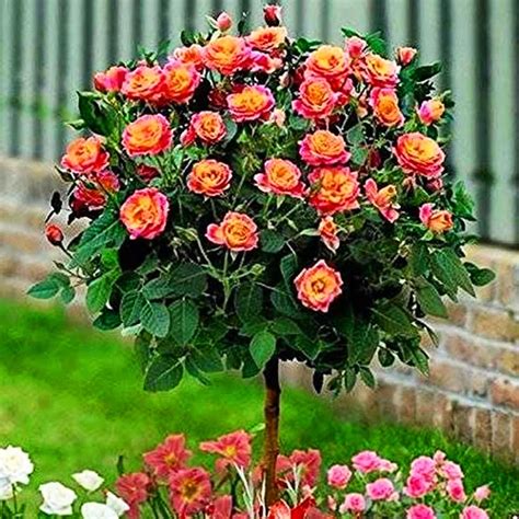 Rainbow Sunblaze Miniature Rose Tree Form For Sale Online The Tree