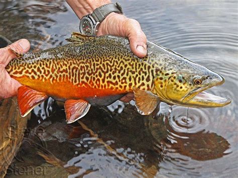 17 Best Images About Tiger Trout On Pinterest Utah Pretty Little And