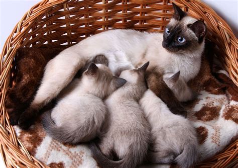 Fascinating Facts About Siamese Kitten Color Lovetoknow Siamese
