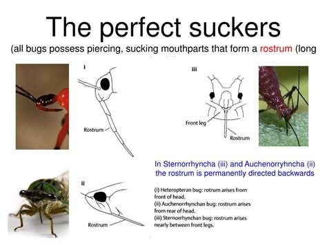 Ppt Hemiptera Bugs Aphids And Hoppers Oh My Powerpoint Presentation