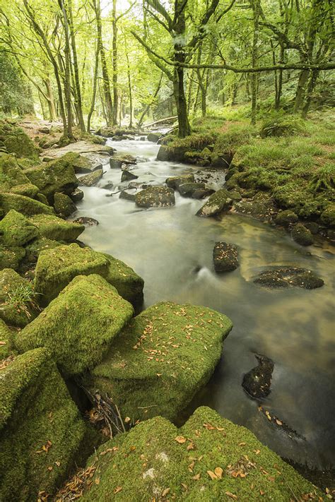 Beautiful Forest Stream Landscape Flowing Through Woodland With