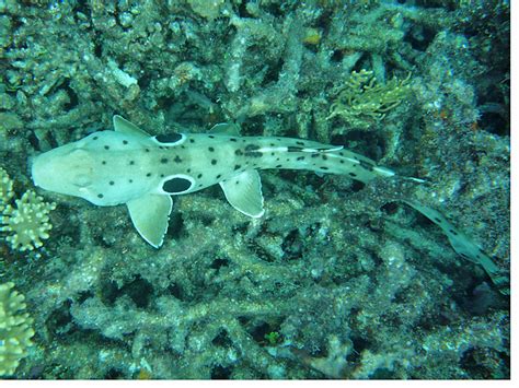 Epaulette Shark Species Hemiscyllium Ocellatum In Taxonomy Lizard