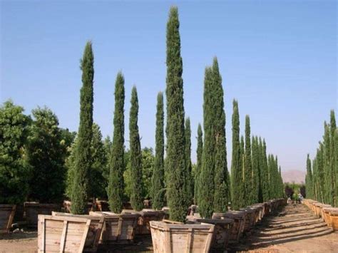 Italian Cypress Tree Seeds Cupressus Sempervirens Also Know Astuscan