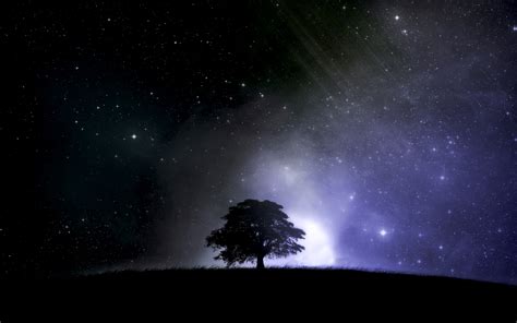 Landscapes Trees Night 1440x900 Wallpaper High Quality