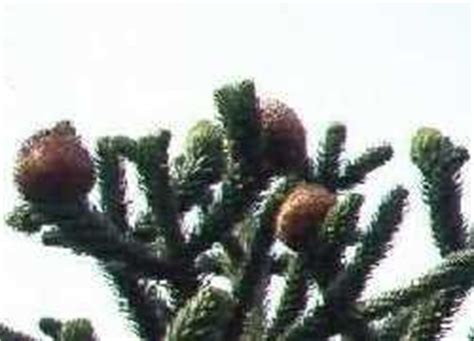 The base of the tree can often resemble an elephant's foot. Small nut trees in the Home Fruit and Nut Garden - Dave's ...