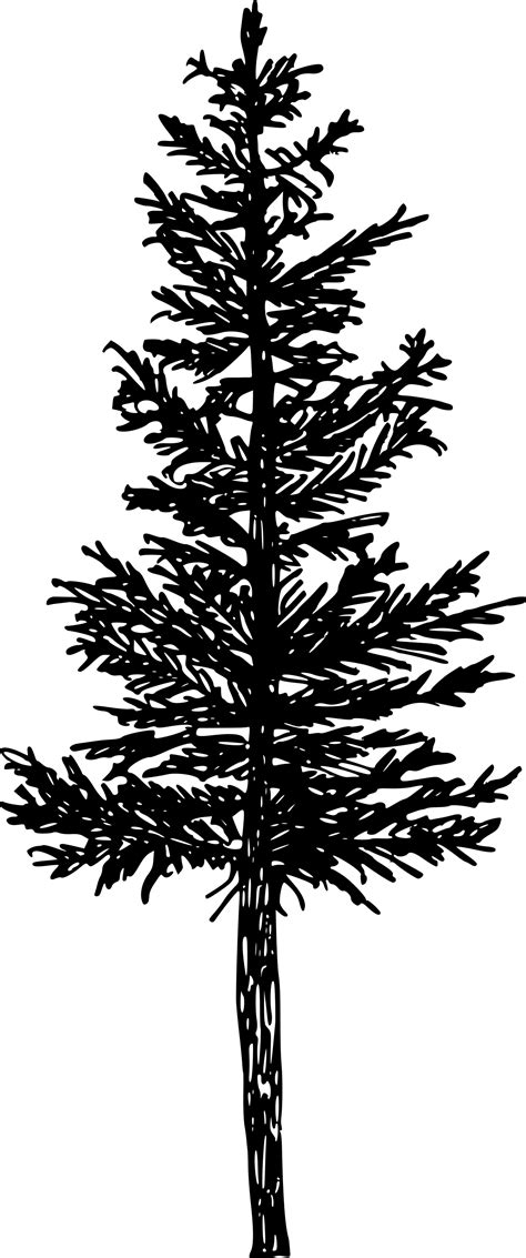 5 Pine Tree Silhouette Drawing Png Transparent