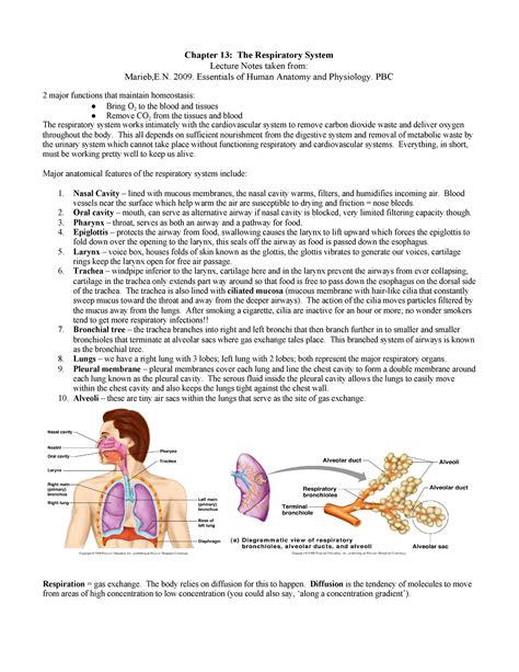 Respiratory System Lecture Notes Studocu